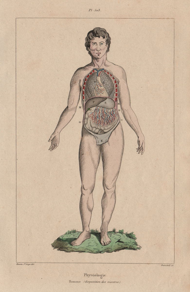PHYSIOLOGY. Homme. Man. Visceres Viscera. Intestines Lungs 1833 old print