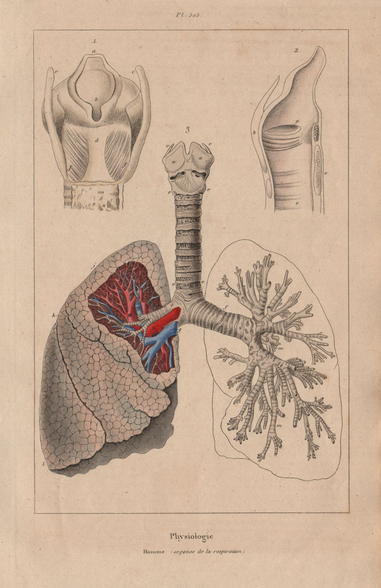 PHYSIOLOGY. Homme (organes de la respiration). Lungs Windpipe 1833 old print