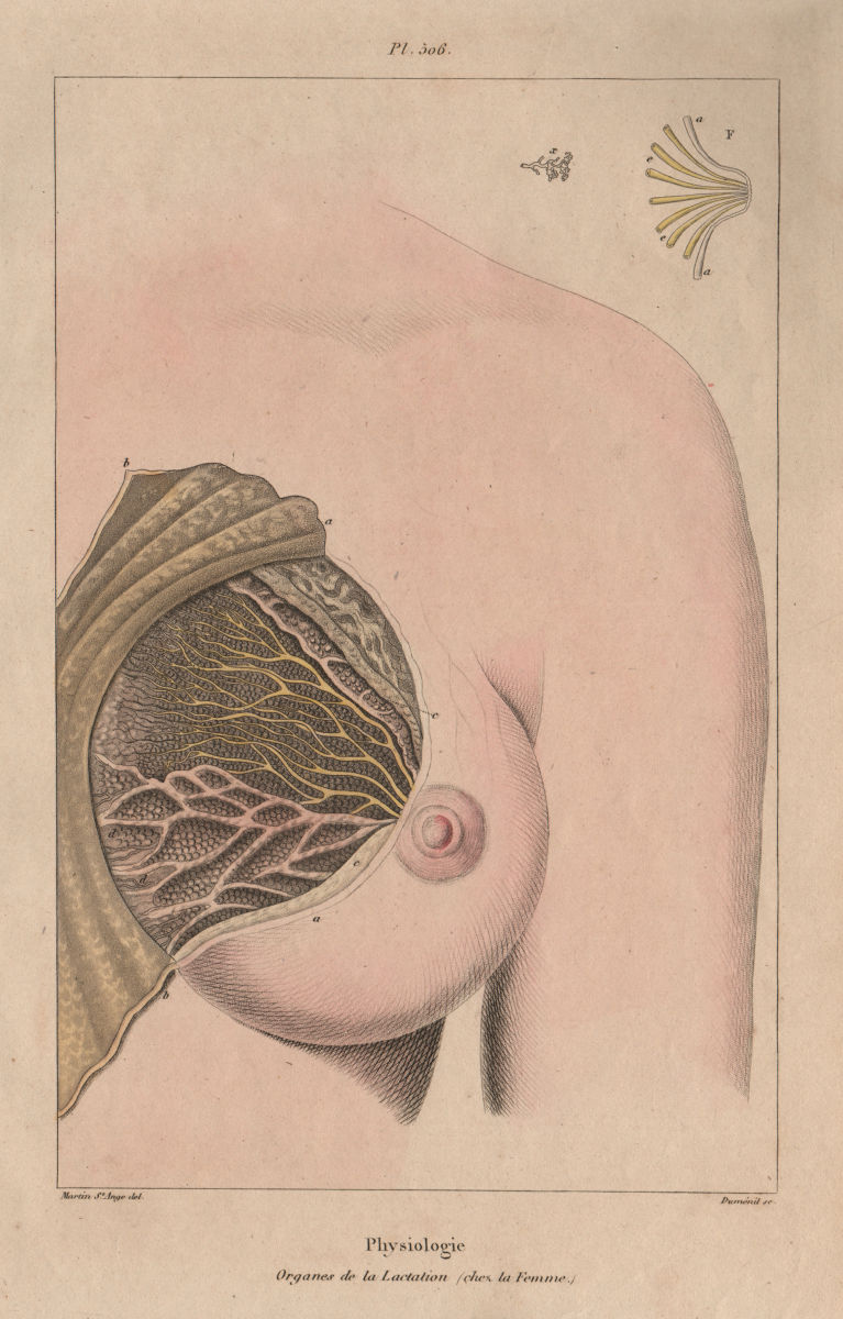 PHYSIOLOGY. Organes de Lactation (Chez la femme). Breast 1833 old print