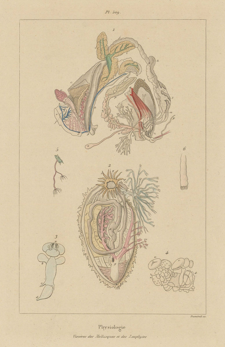 Associate Product MOLLUSC PHYSIOLOGY. Viscères Viscera digestive system. Mollusques Zoophytes 1833