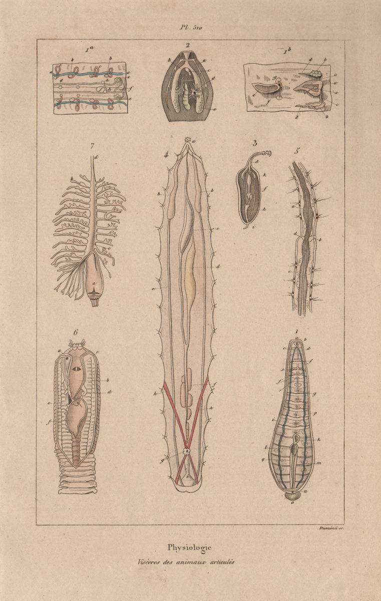 Associate Product PHYSIOLOGY. Viscères (Viscera) des animaux articulés. Articulated animals 1833