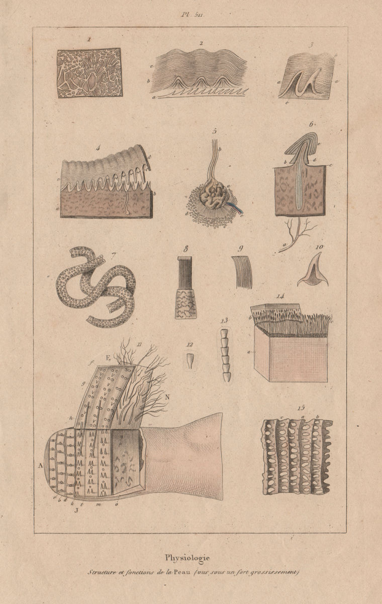 Associate Product SKIN. Physiology. Structure et fonctions de la Peau 1833 old antique print