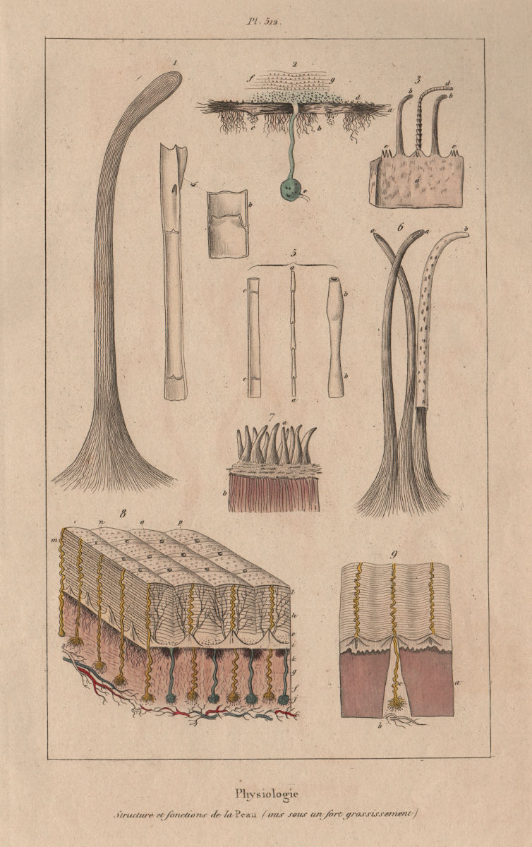 Associate Product SKIN. Physiology. Structure et fonctions de la Peau. Pores. Hair 1833 print