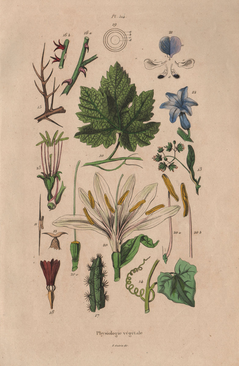 Associate Product PLANTS. Physiologie Végétale. Leaves thorns flowers 1833 old antique print