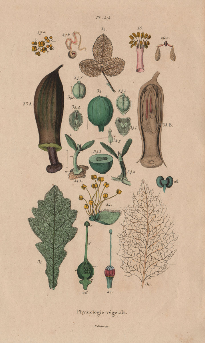 PLANTS. Physiologie Végétale. Leaves stems seeds 1833 old antique print