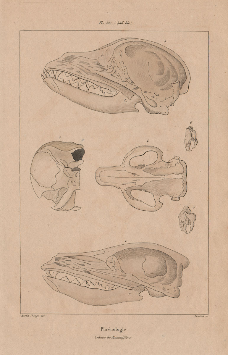 Associate Product ANATOMY. Phrénologie (Phrenology). Crânes de Mammifères. Mammal skulls 1833