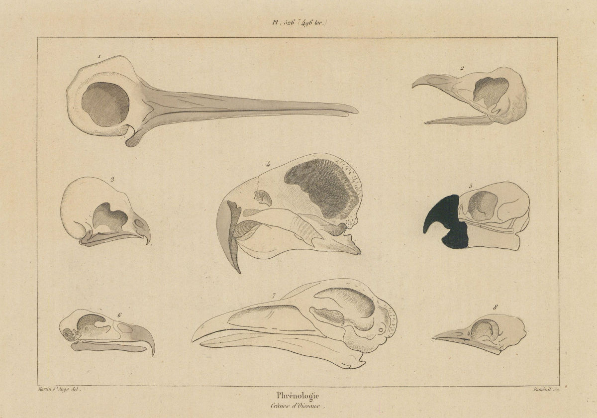 Associate Product ANATOMY. Phrénologie (Phrenology). Crânes d'oiseaux. Bird skulls 1833 print