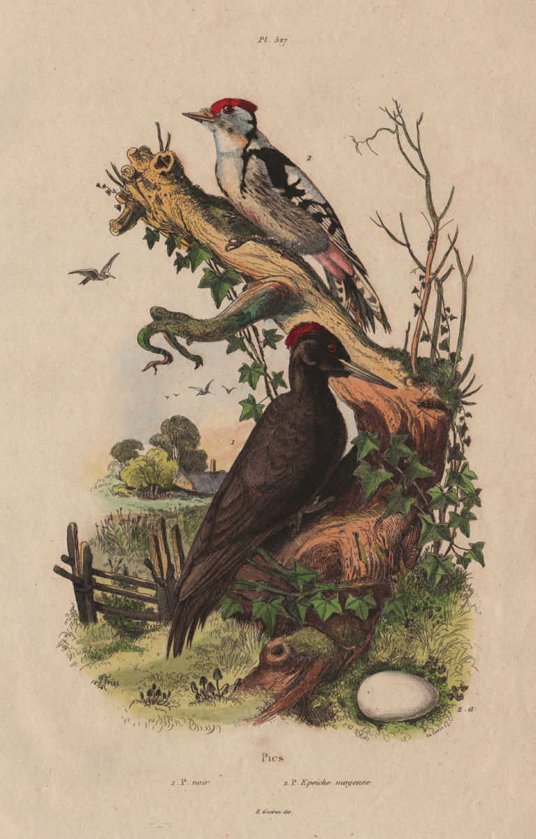 Associate Product Pic Noir/Epeiche moyenne. Black & juvenile Great Spotted Woodpeckers 1833