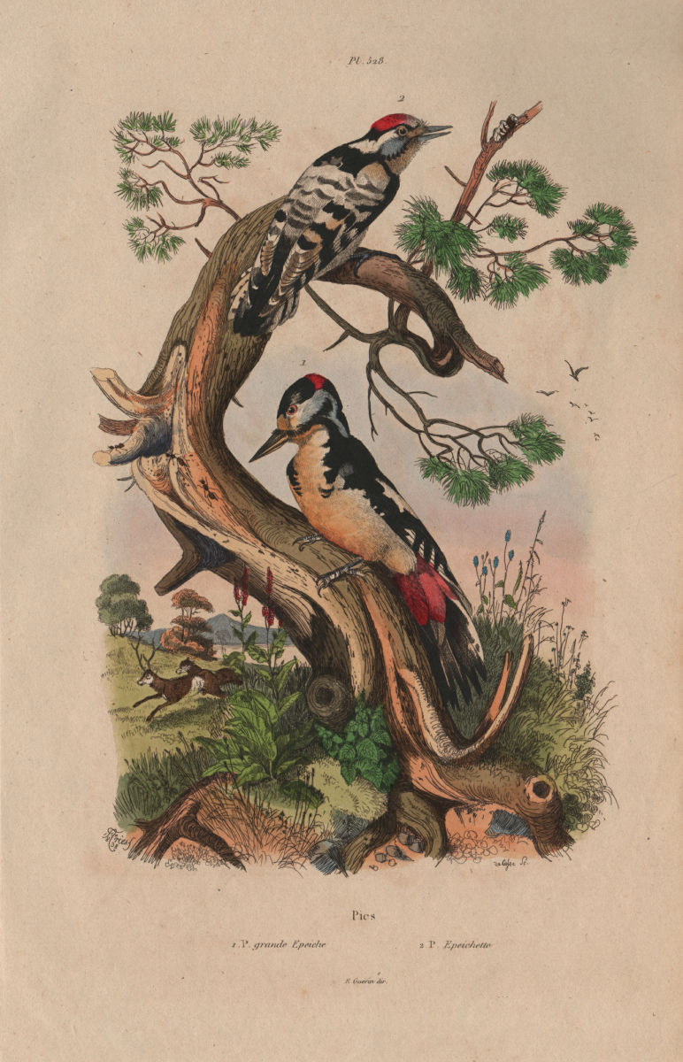 Pic grande Epeiche/Epeichette. Great & lesser spotted woodpeckers 1833 print