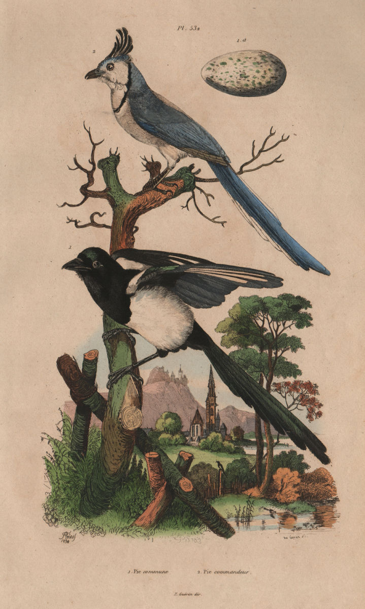 BIRDS. Pie (common Magpie). Pie Commandeur (White-throated Magpie-Jay) 1833