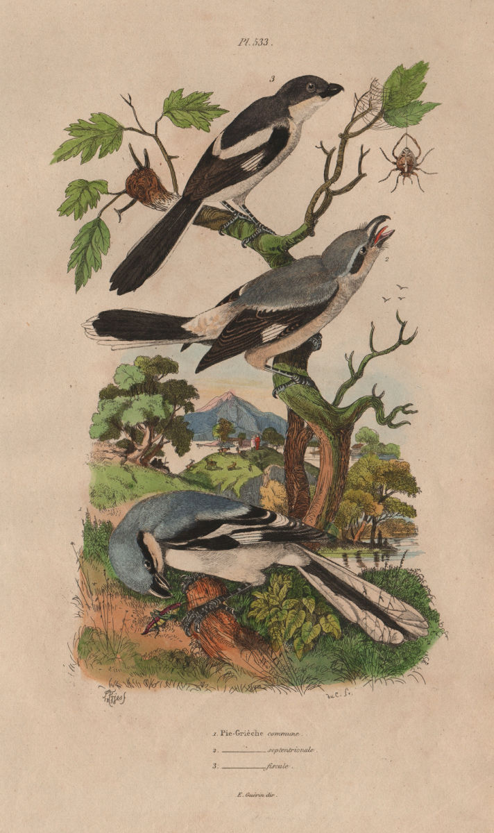 Common Magpie. Pie Grièche septentrionale. Grey-backed Fiscal. Shrikes 1833