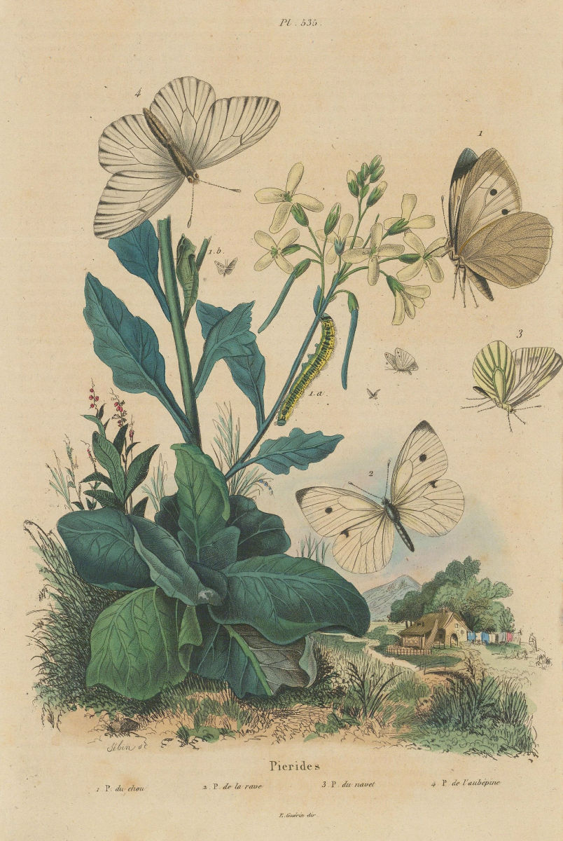 PIERIDAE BUTTERFLIES Cabbage/Small/Green veined/Black-veined white 1833 print