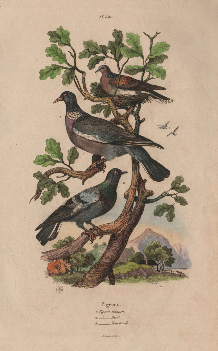 Associate Product Common wood pigeon. Rock dove.European Turtle dove.Ramier Biset Tourterelle 1833