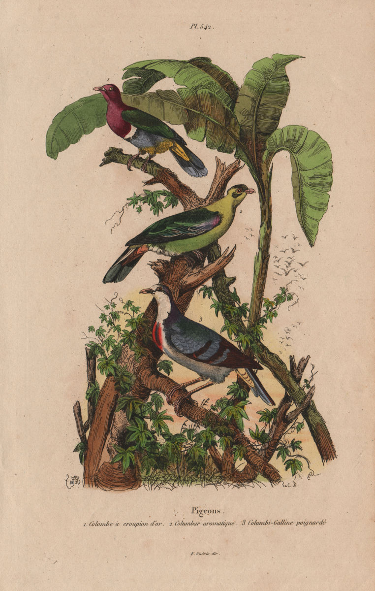 Associate Product PIGEONS. Pink-headed fruit dove. Green pigeon. Mindoro bleeding-heart dove 1833