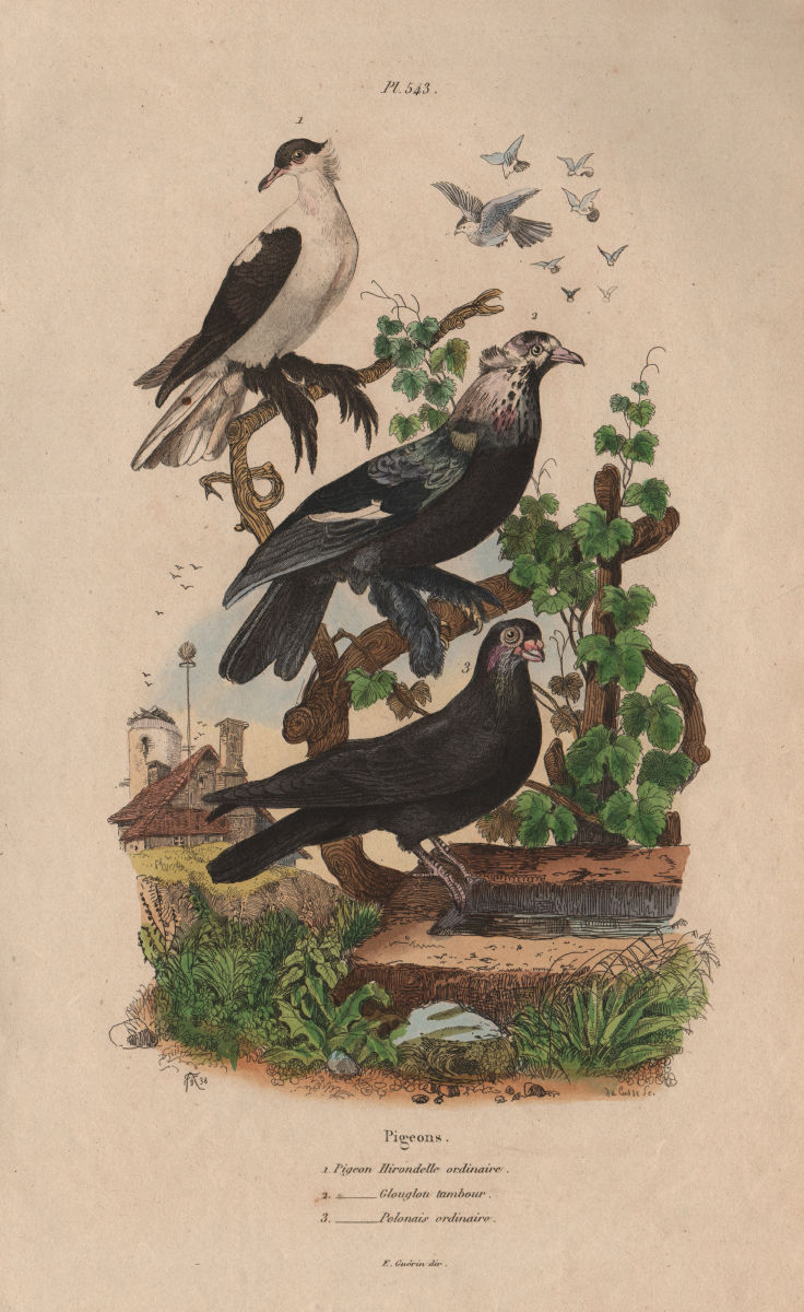 Associate Product PIGEONS. Swallow pigeon. Glouglou tambour. Polonais ordinaire. Polish 1833