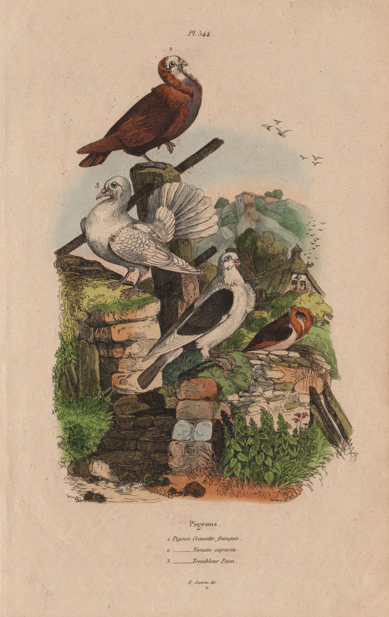Associate Product Pigeons. Cravatte français. Nonain capucin. Trembleur Paon (Fantail) 1833