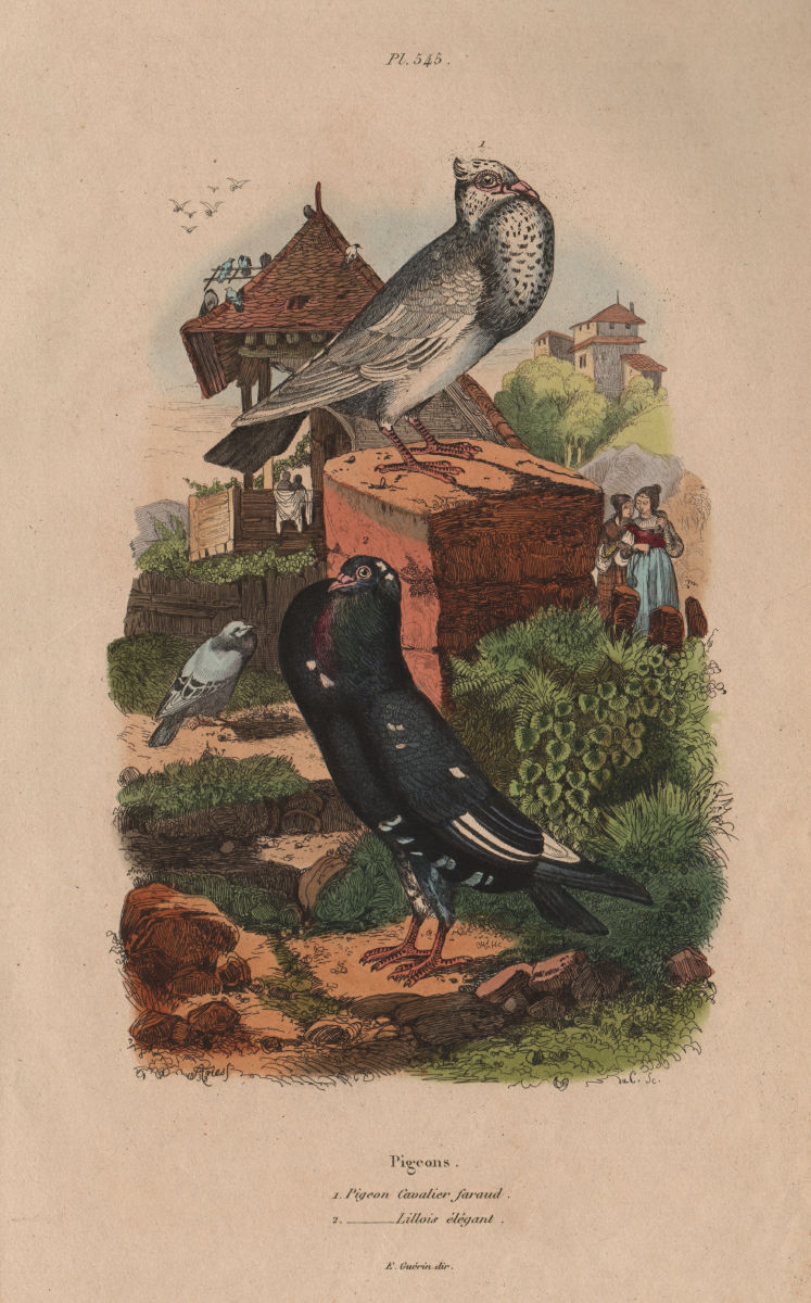 POUTER PIGEONS. Pigeon Cavalier faraud. Pigeon Lillois élégant. Lille 1833