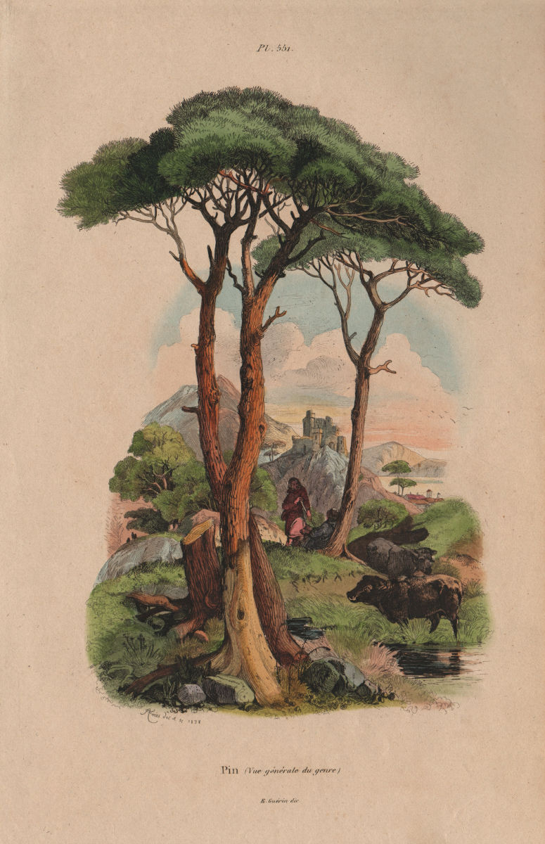 PINE TREE. Pin (Vue générale du genre) 1833 old antique vintage print picture