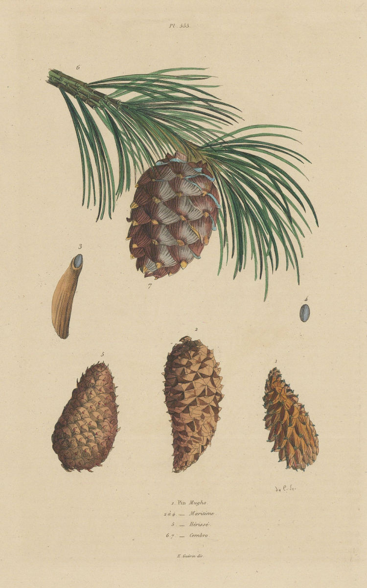 PINE CONES Pinus mugo/pinaster/rigida/cembro(Mountain/maritime/pitch/Swiss) 1833