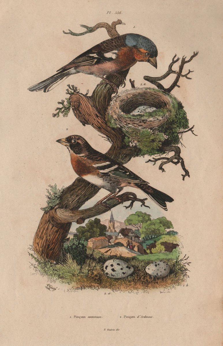 BIRDS. Pinson commun (common chaffinch). Pinson Nord (Brambling) 1833 print
