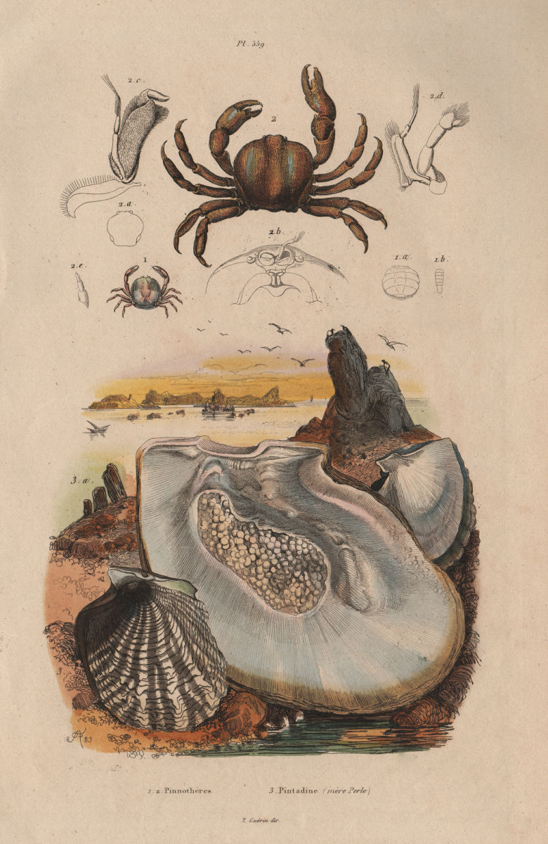 Associate Product SEALIFE. Pinnothères (pinnotheres crabs). Pintadine (Pinctada/Mother Pearl) 1833