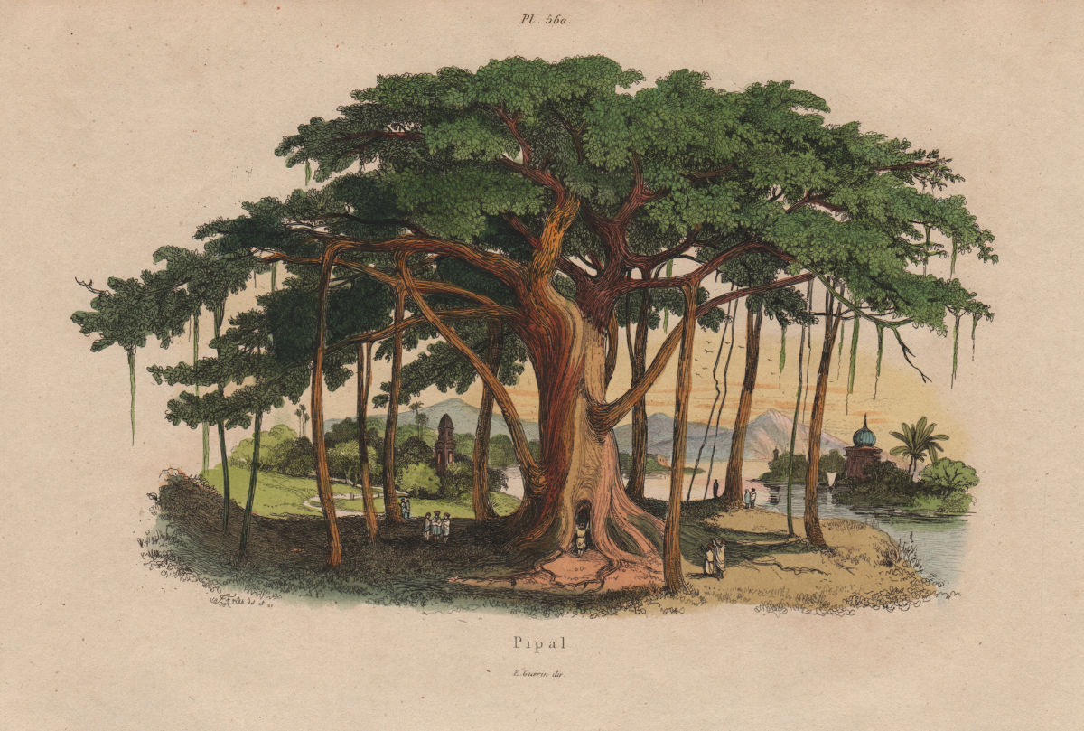 TREES. Pippal (Sacred Fig Tree) 1833 old antique vintage print picture