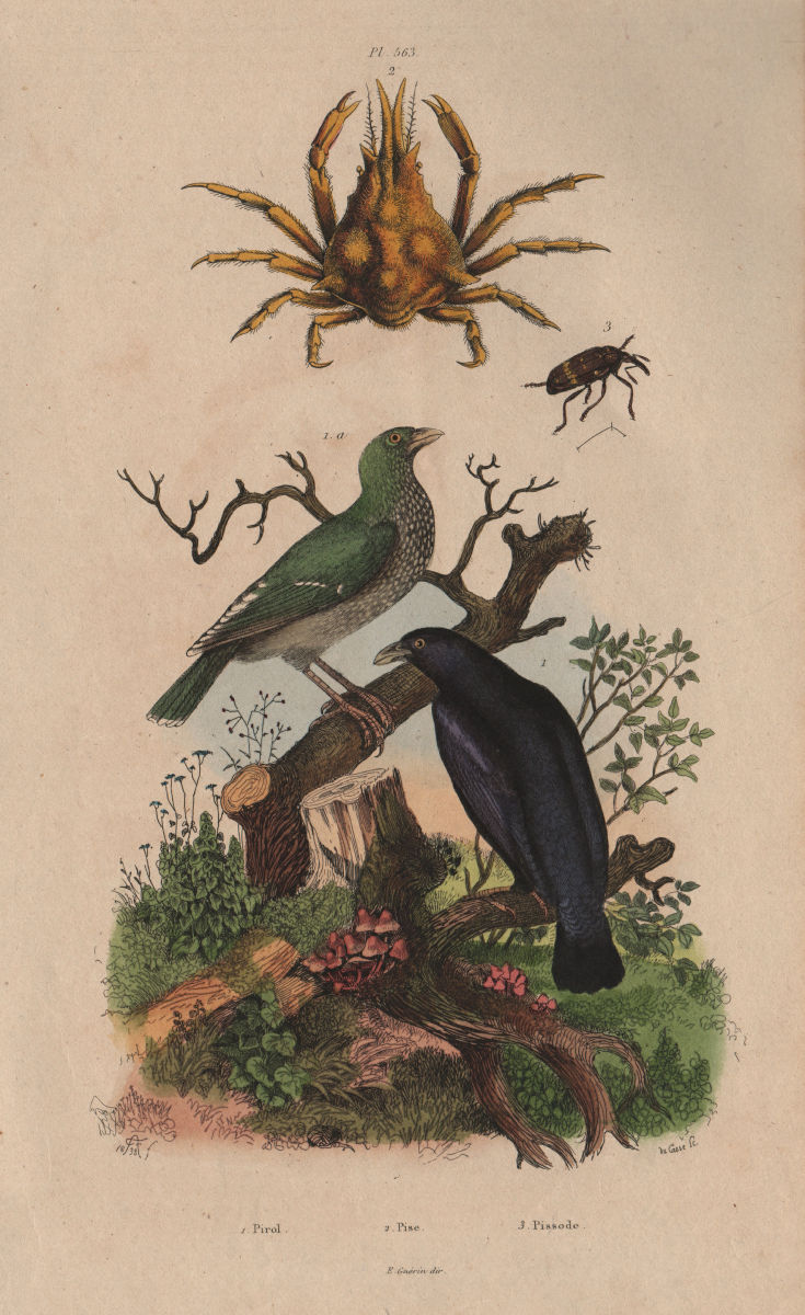 Pirol (Oriole). Pise (Pisa Crab). Pissode (Weevil) 1833 old antique print