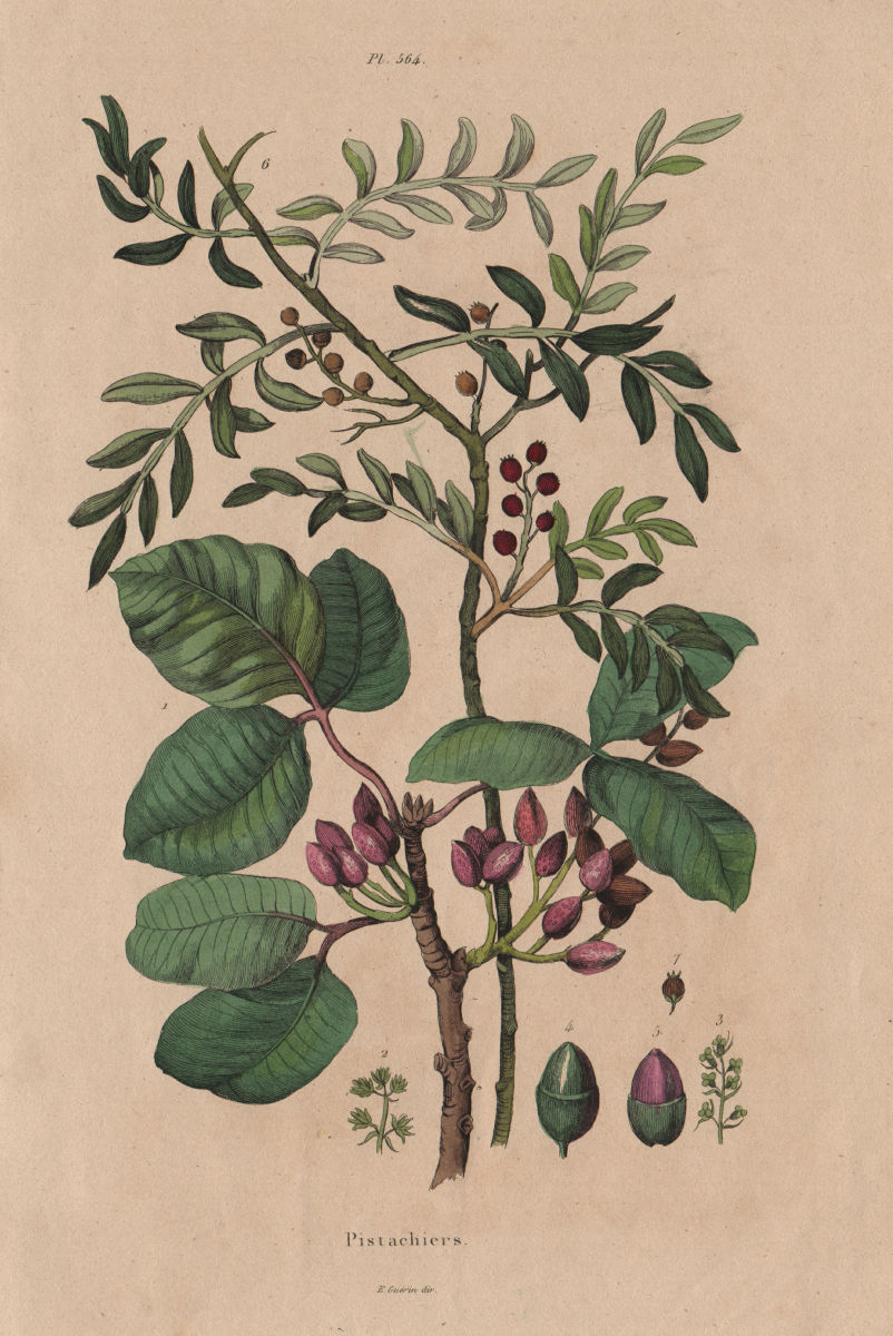 PLANTS. Pistachiers (Pistachio tree). Nuts. Food 1833 old antique print