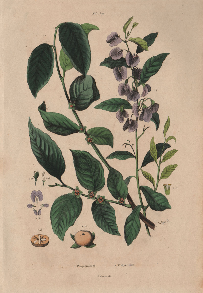 PLANTS. Plaqueminier (Persimmon). Platychilier 1833 old antique print picture