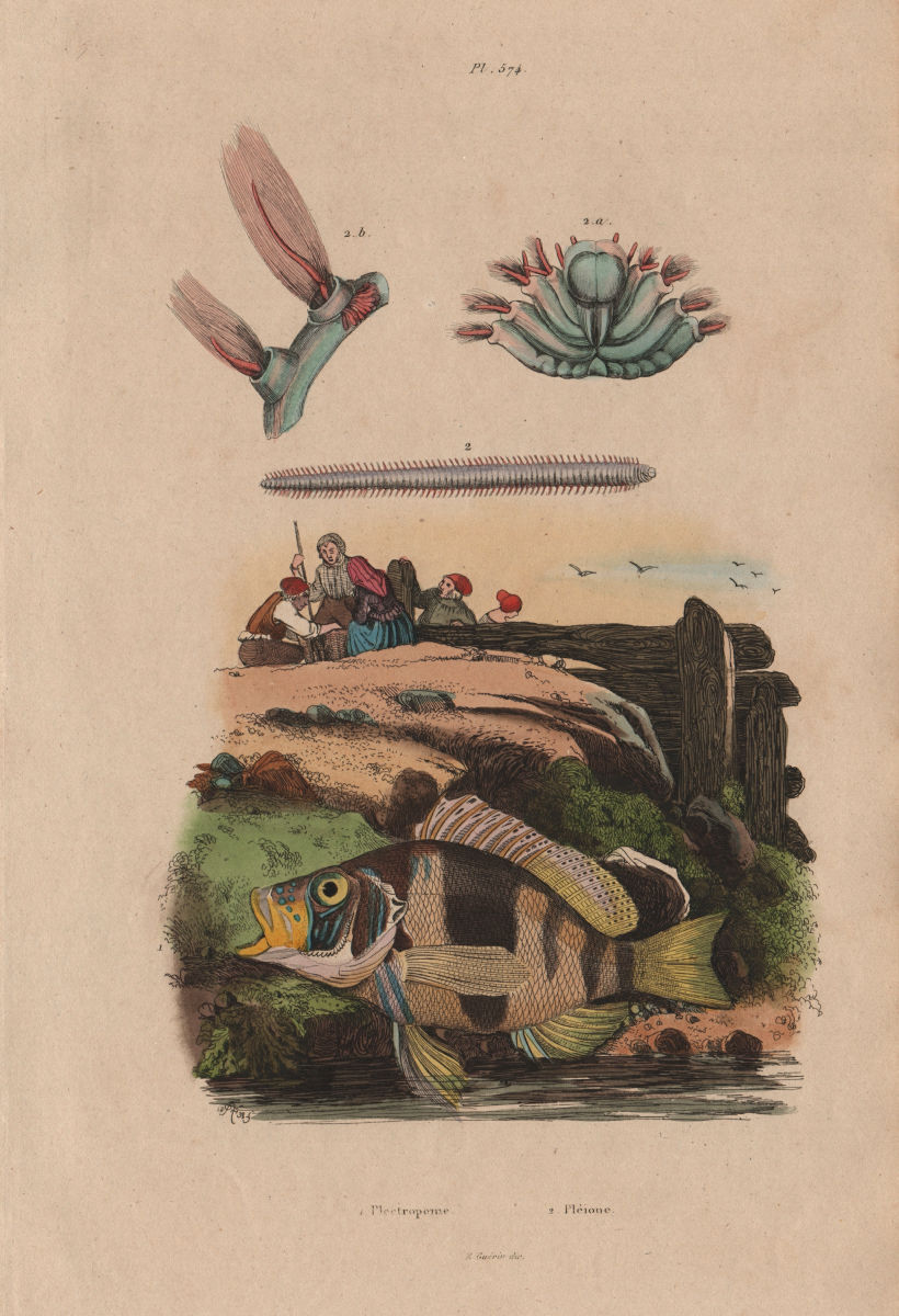 FISH. Plectropomus (Coraltrout). Plèione 1833 old antique print picture