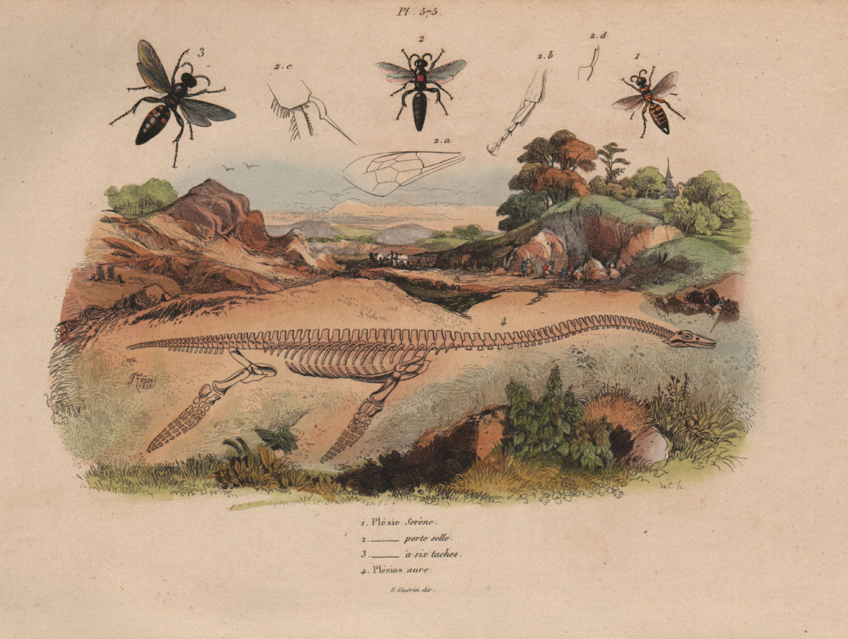 Plesius (Chalcid wasps). Plesiosaur skeleton 1833 old antique print picture