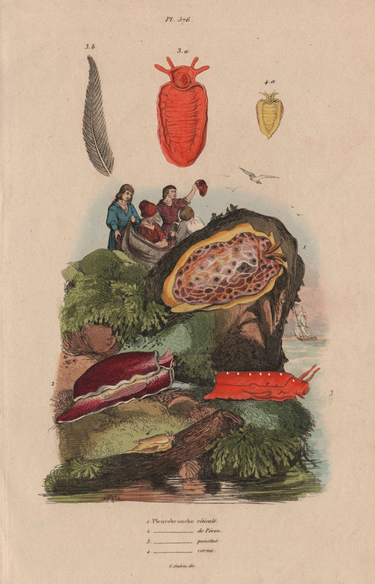 PLEUROBRANCHES. Sea slugs. Reticulé. de Péron. ponclué. Cornu (Horned) 1833