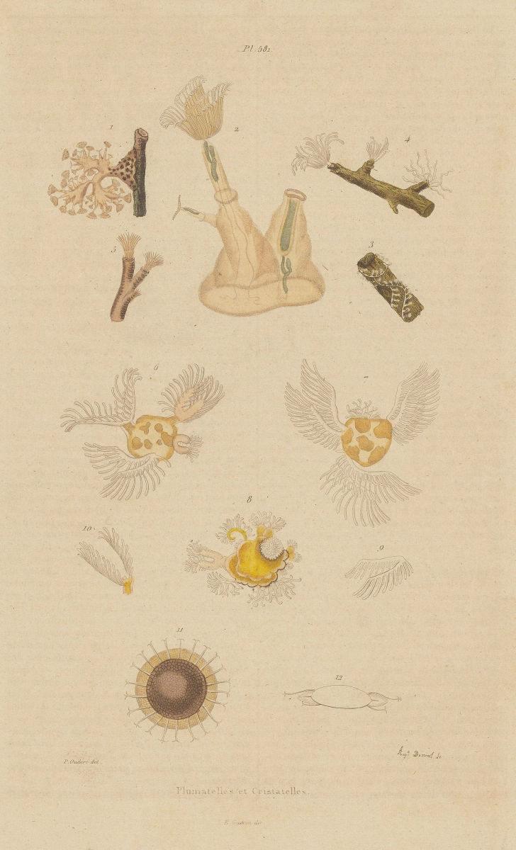 Associate Product ANIMALS. Plumatella & Cristatella. Bryozoans. Moss Animals 1833 old print