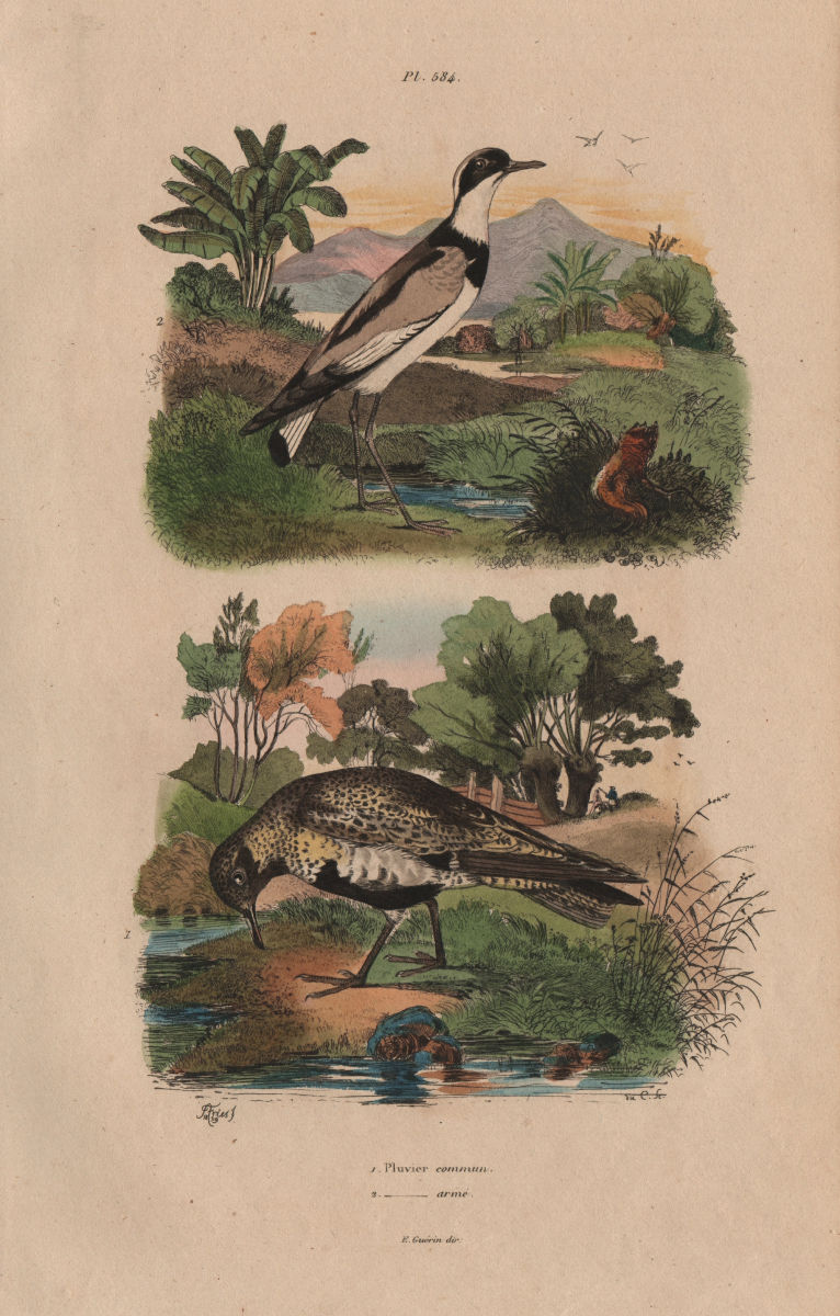 PLOVERS. Pluvier Commun (Common Plover). Pluvier armé (Ringed Plover) 1833