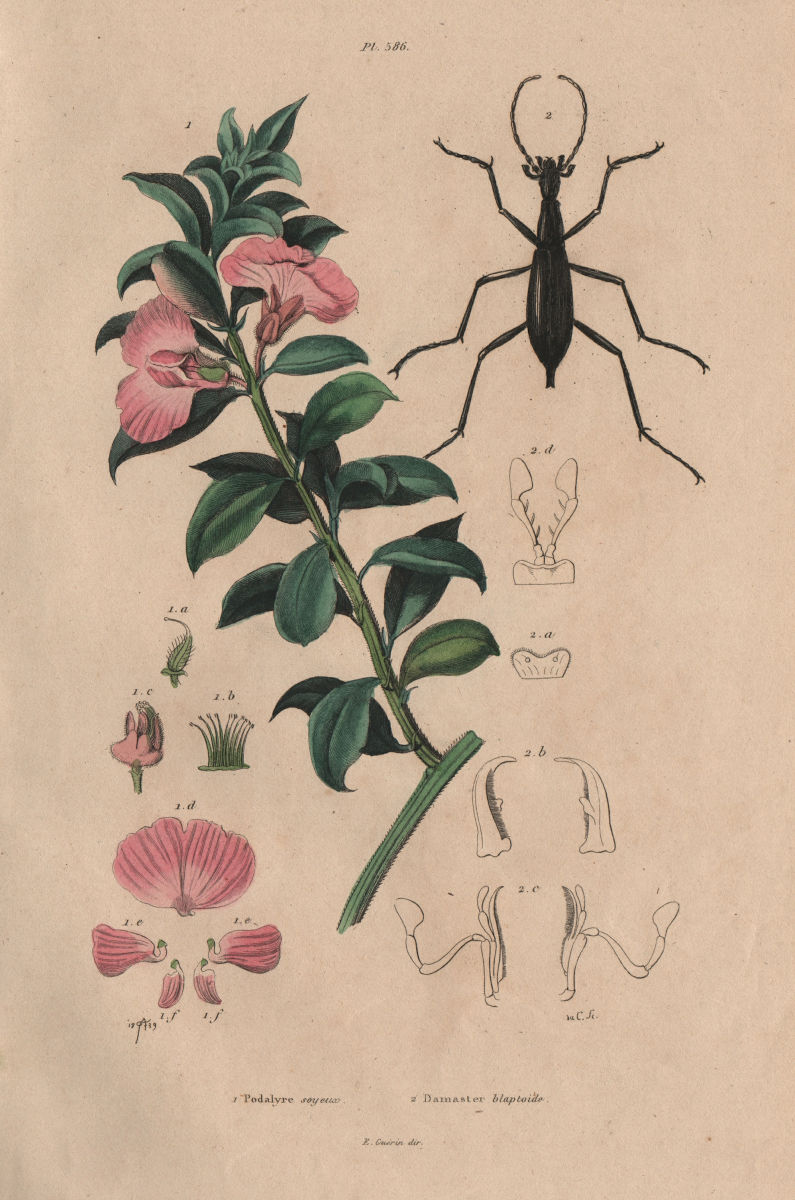 Podalyria sericea (Cape satin bush). Carabus blaptoides (ground beetle) 1833