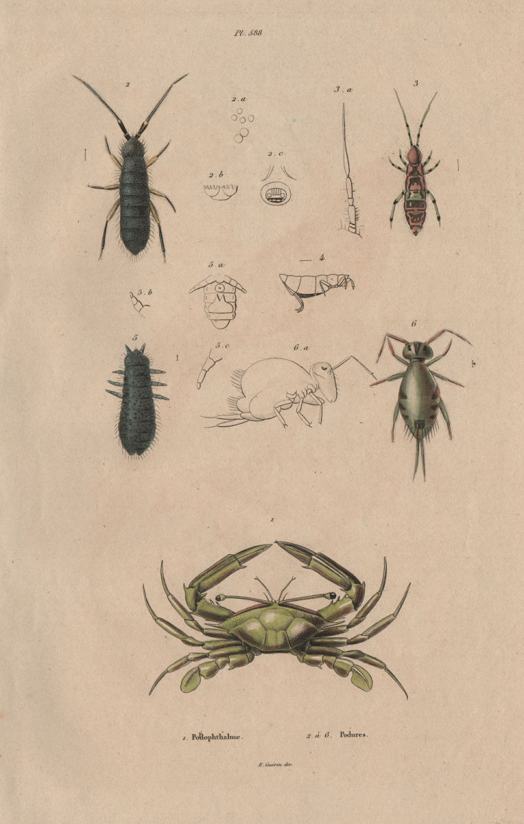 Podophthalmus Vigil crab. Podura aquatica (Water springtail) 1833 old print