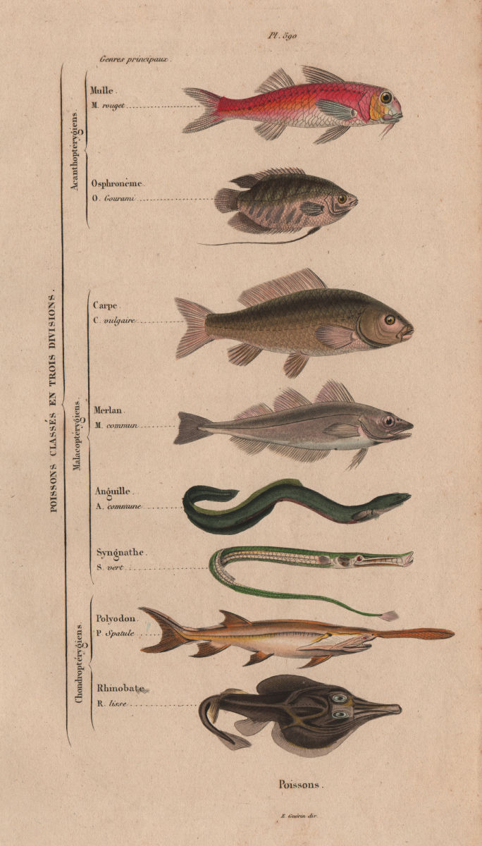 FISH. in 3 divisions. Orders Genres. Classifications. Poissons 1833 old print
