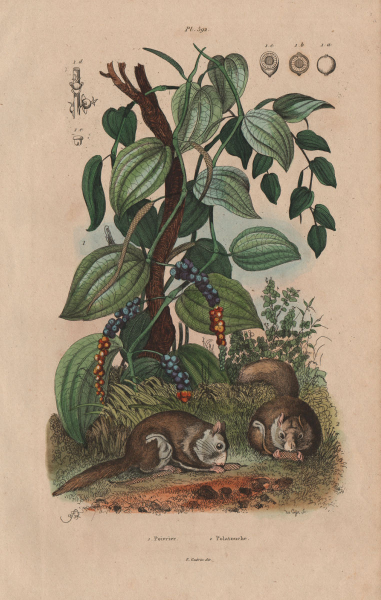 Poivrier (Pepper Plant). Polatouche (Flying Squirrel) 1833 old antique print
