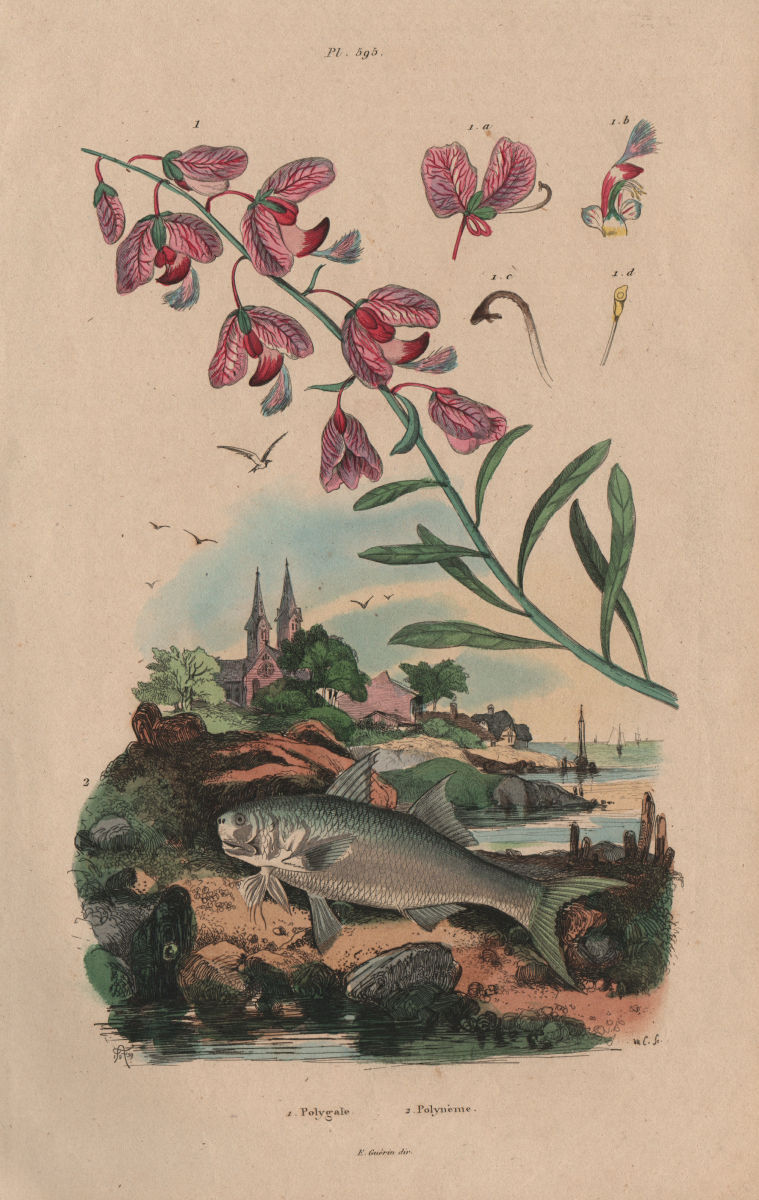 Associate Product BOTANICALS. Polygale (Milkwort). Polynemidae (Threadfin) 1833 old print