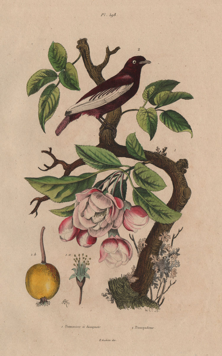 Flowering Apple Tree. Pommier à bouquets. Pompadour Continga. Bird 1833 print