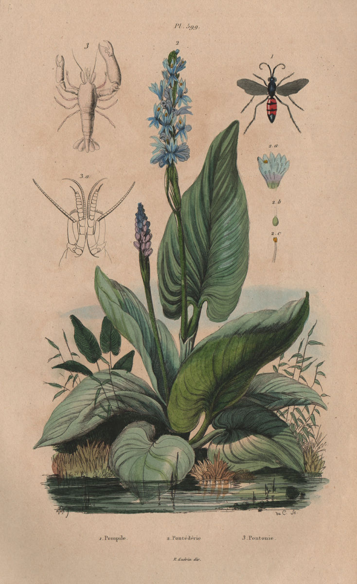 Pompilidae (spider wasps). Pontederia (pickerelweed). Pontonia (pen shrimp) 1833