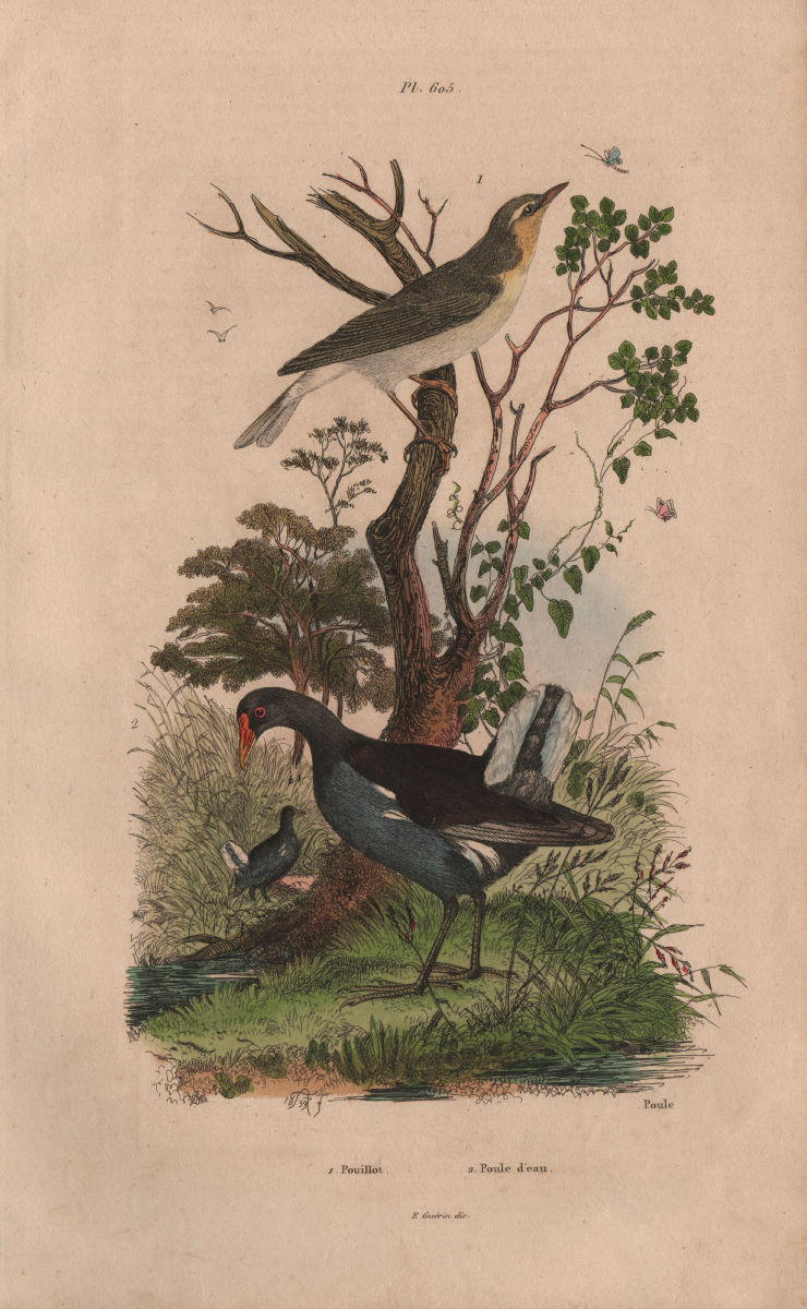 Associate Product BIRDS. Pouillot (Warbler). Poule D'Eau (Common Moorhen) 1833 old antique print