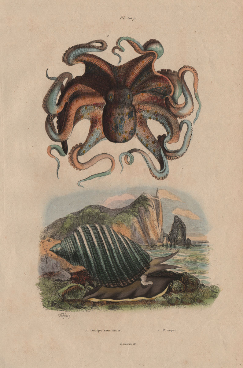 MOLLUSCS. Poulpe commun (common Octopus). Pourpre (Mollusc) 1833 old print