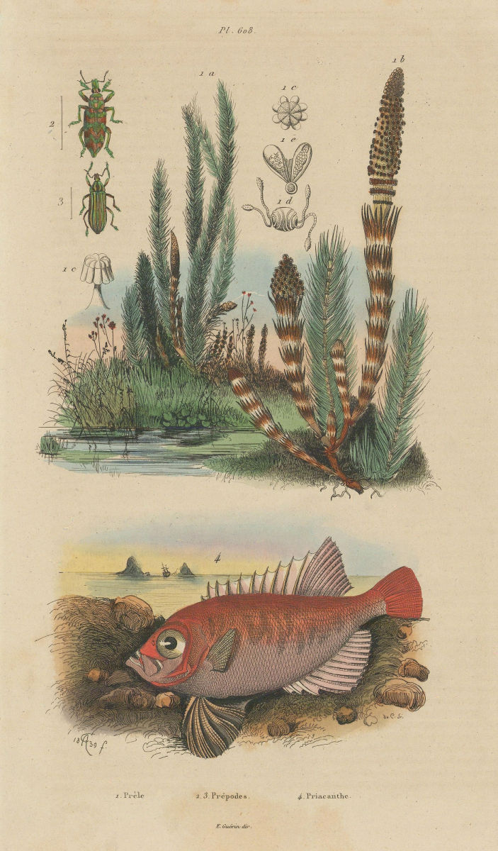 Prèle (Horsetail). Prépodes. Priacanthidae (bigeye fish) 1833 old print