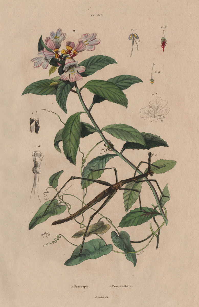 Proscopia (Horsehead Grasshopper). Prostanthera (Mintbush) 1833 old print