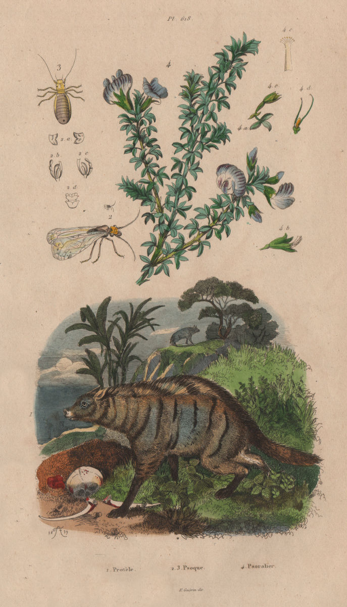 Associate Product Protèle (Aardwolf). Psocoptera (booklice). Psoralea (tumbleweed) 1833 print