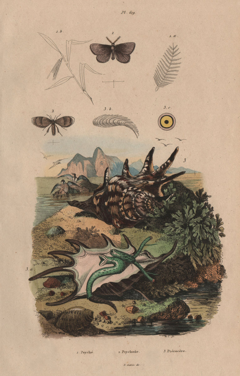 Psychodidae (moth flies). Lambis lambis (spider conch) 1833 old antique print