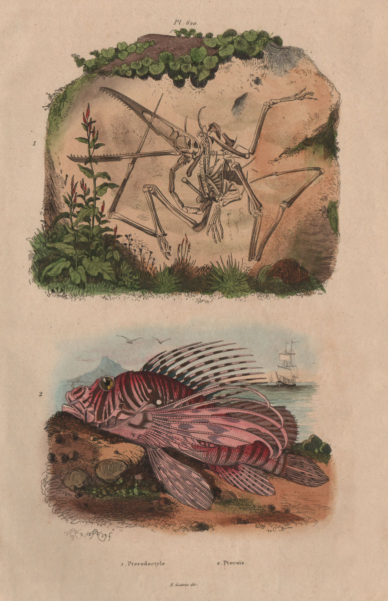 ANIMALS. Pterodactyle (Pterodactyl) fossile. Pteroïs (Lionfish) 1833 old print