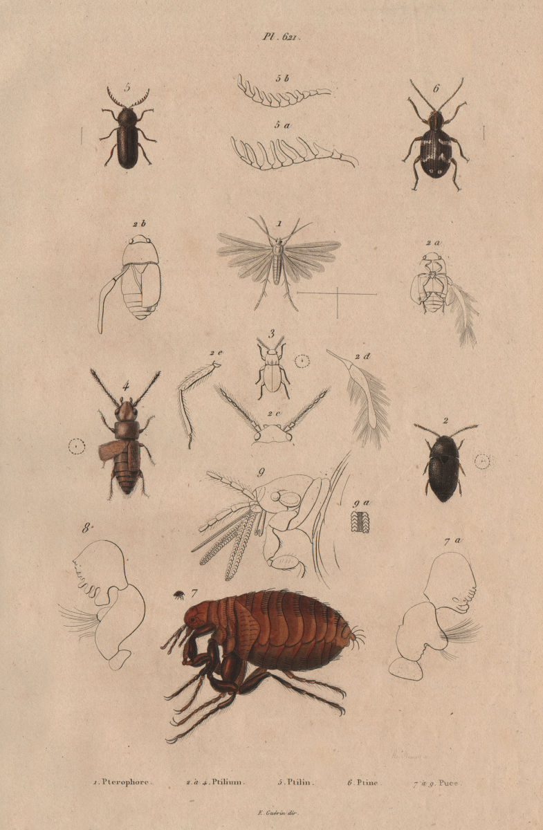 Associate Product Pterophoridae (plume moth). Ptilium Ptilinus. Ptine (Spider Beetle). Flea 1833
