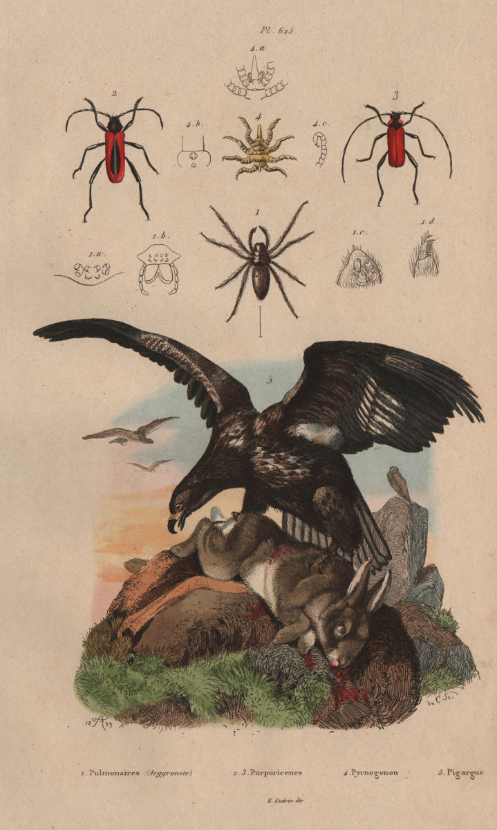 Associate Product Sea eagle. Argyroneta/Diving bell spider. Purpuricenus beetles. Sea spider 1833